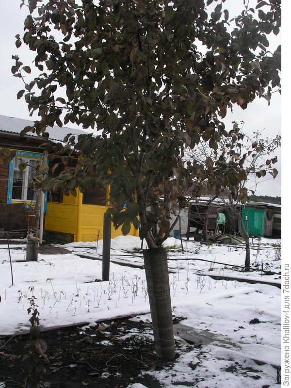 Вот такое же второе дерево.