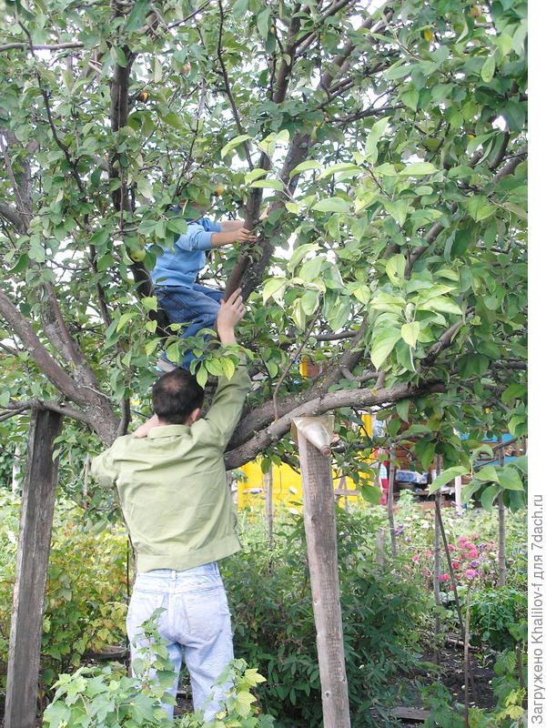 &quot;За яблоками Конфетной&quot;