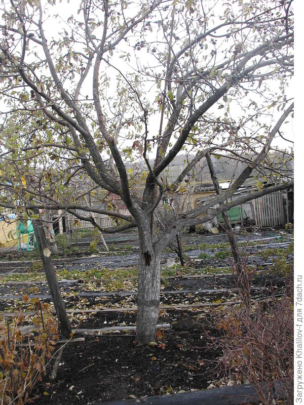 Яблоня Конфетное. 1982-2017 г.г.