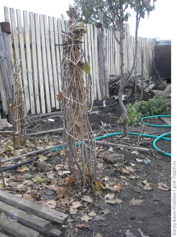 Вот так можно связать смородину.