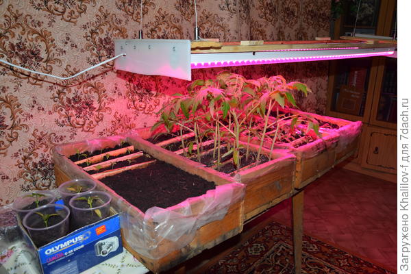 Лампы для рассады под рефлектором из пищевой фольги