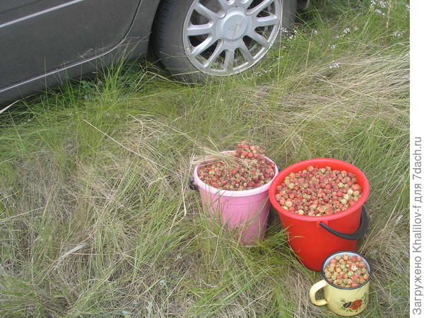 Видите, ягоды и ковыль.