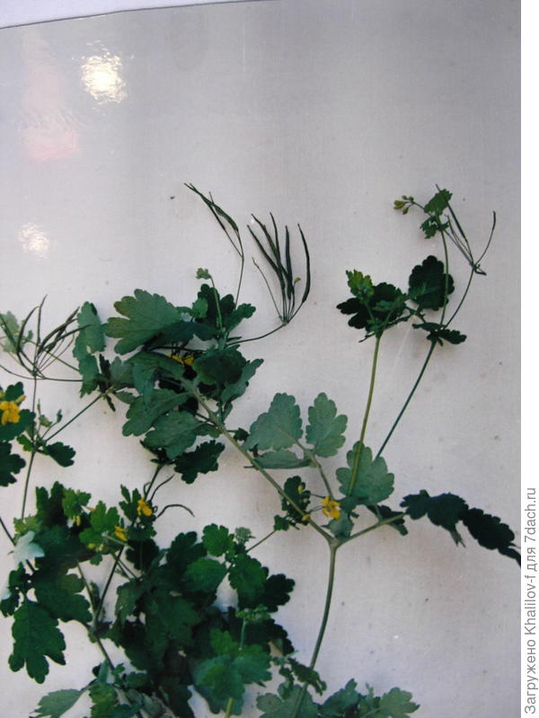 Чистотел большой