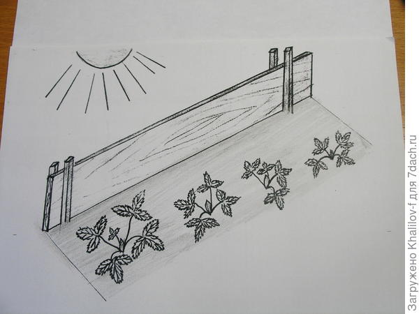 Притенение розеток земляники на первое время после посадки от полуденного яркого солнца.