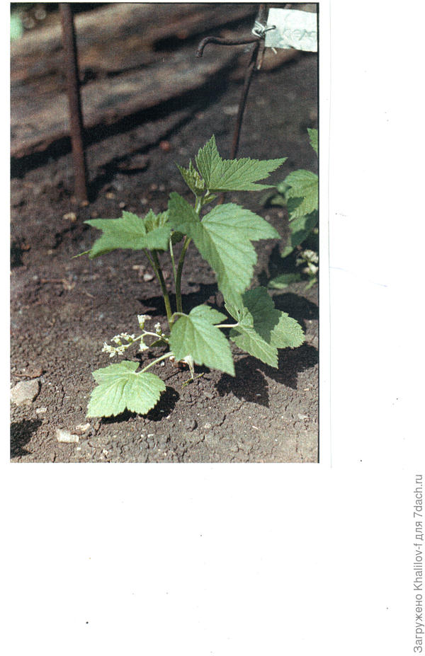 Саженец смородины со цветком.