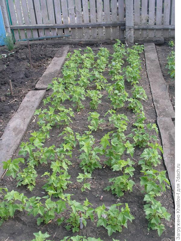 Растут будущие саженцы черной смородины Экзотика..