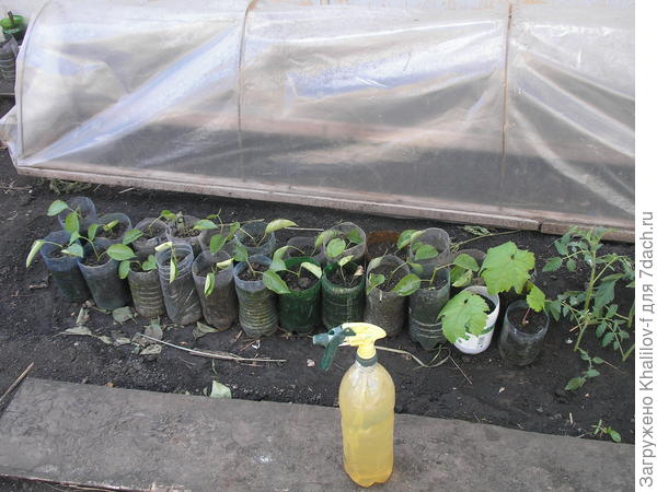 Парничок открыл чтобы фотографировать