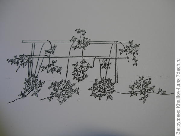 Земляника Гора Эверест на шпалере.