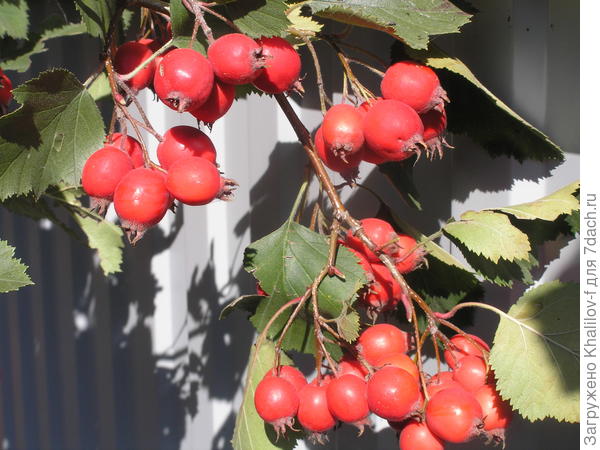 Боярышник Понтийский.