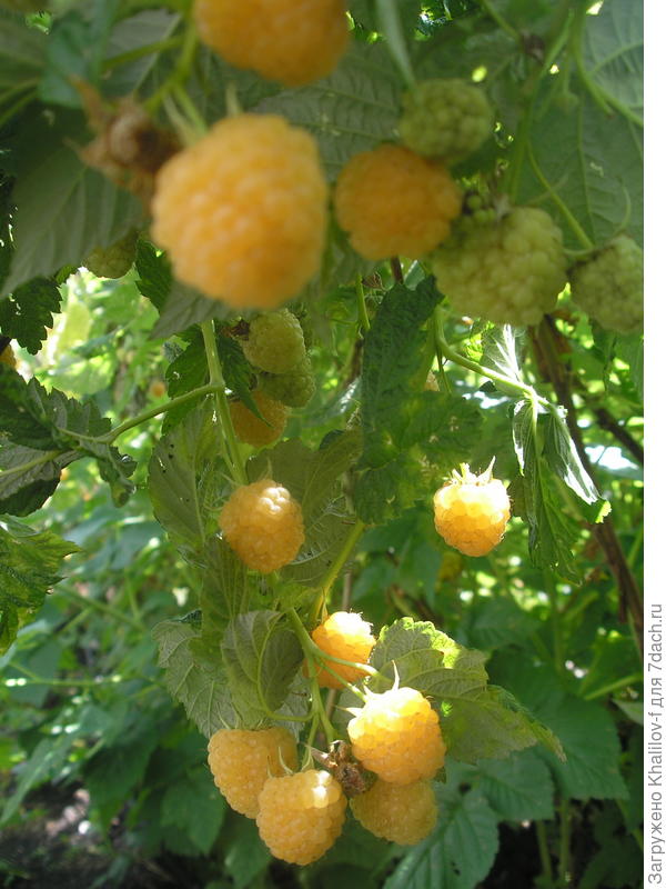 Малина Желтый гигант