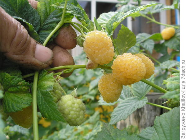 Желтый гигант