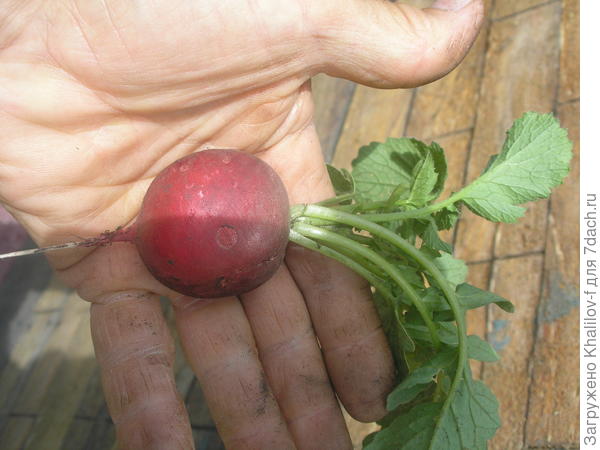 Редис рондар