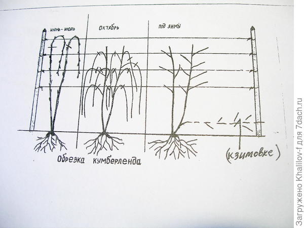 Обрезка ежевики и черной малины кумберленд
