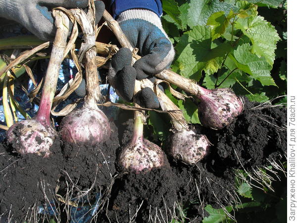 Чеснок у нас при выкопке бывает таким: весь в черноземе