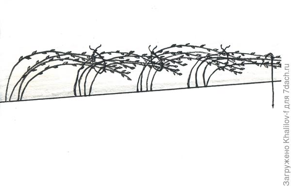 Пригибание кустов малины к зиме, чтобы не вымерзала.