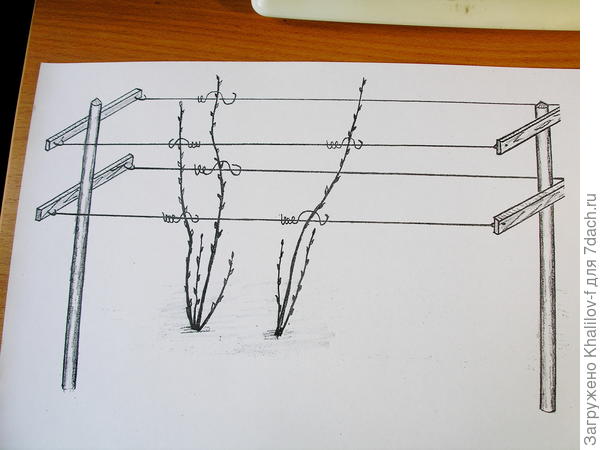 Шпалеры для малинника