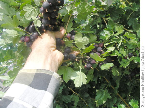 Крыжовник Африканец. (а фото йошты не сохранился.)