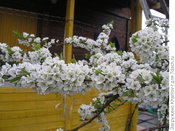 Слива Скороплодная