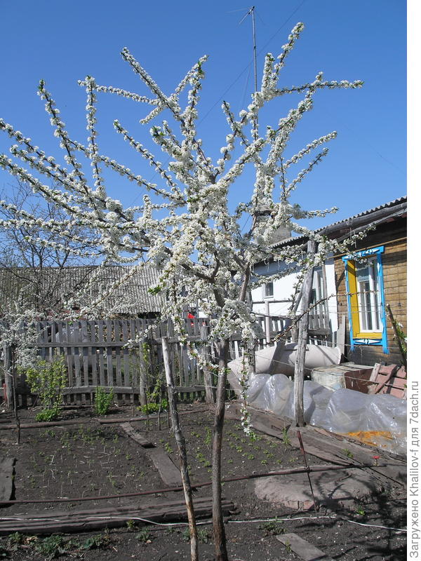 Цветет слива Скороплодная