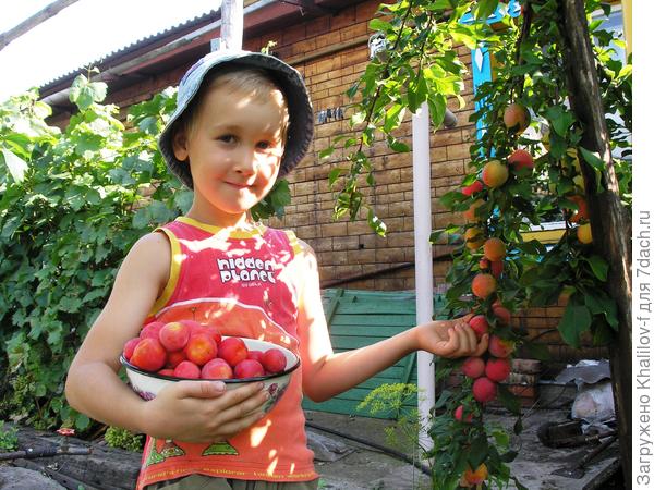 Внук Артем собирает сливу для бабушки.