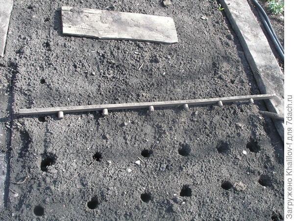 Посадка Эксибишен на грядке. Вернее подготовка грыдки для посадки Эксибишен.