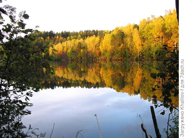 Мой карповый пруд.