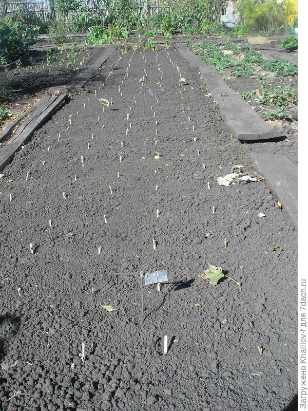 Черенки посажены.