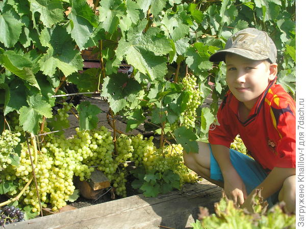 Виноград Алешенькин и Артем