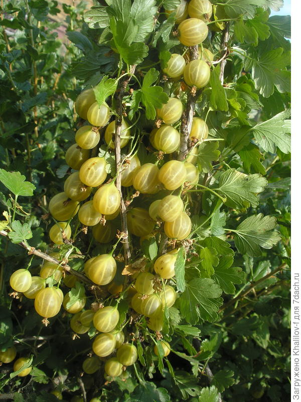 Крыжовник Русский желтый