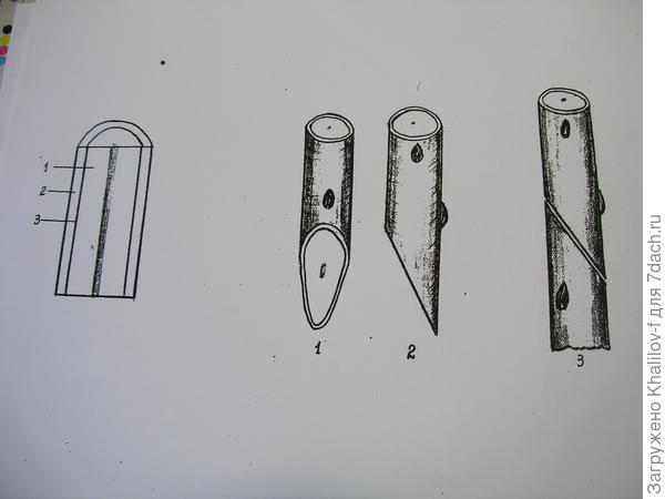 Прививка деревьев весной дрелью отзывы