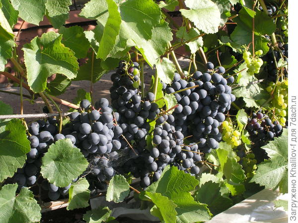 Посоветуйте морозоустойчивый сорт винограда для выращивания на севереПодмосковья - ответы экспертов 7dach.ru