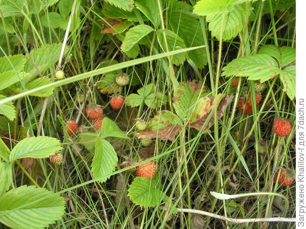 Вот она наша неповторимая земляника.