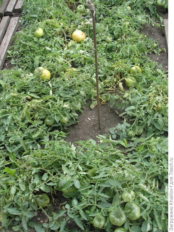 Томат Монгольский карлик