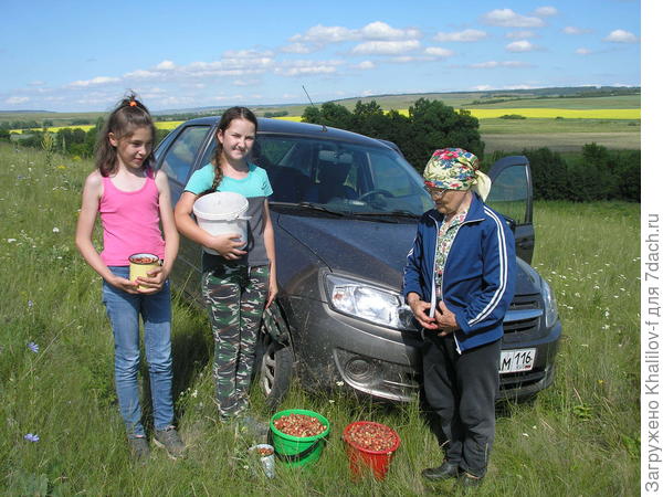 Ведра полные, собираемся домой, очищаемся от ковыля.