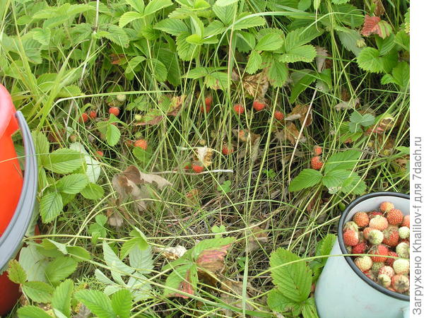 Мы еесначала собираем в кружки, чтобы не таскать с собой ведра, а потом когда, кружка полная, переваливаем в ведро.,к