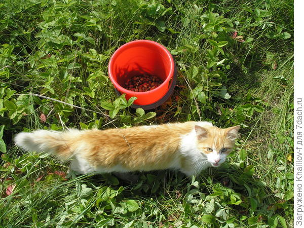 Пушок помогает нам собирать ягоды.