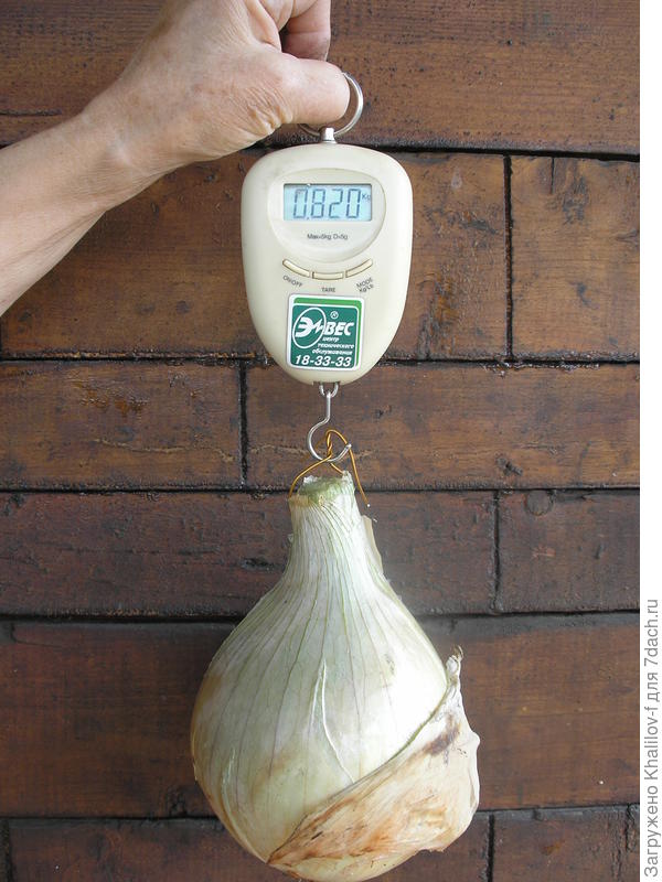 Рекордный экземпляр