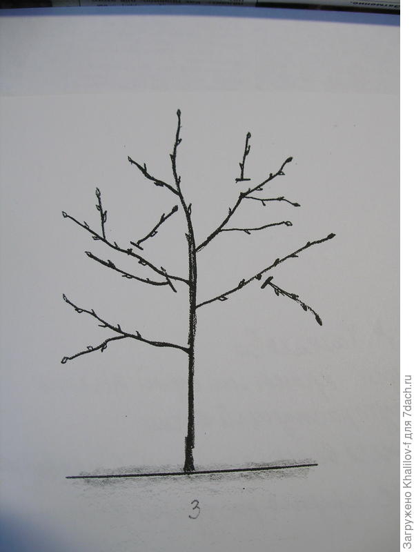 формирующая обрезка двухлетнего дерева.