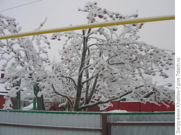 Рябина после снижения высоты, зимой
