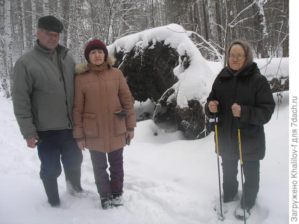1. 01. 2020.  Ветер уронил 100 летнее дерево.