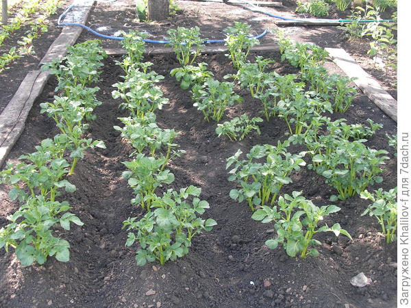 Картофель сорта Адретта