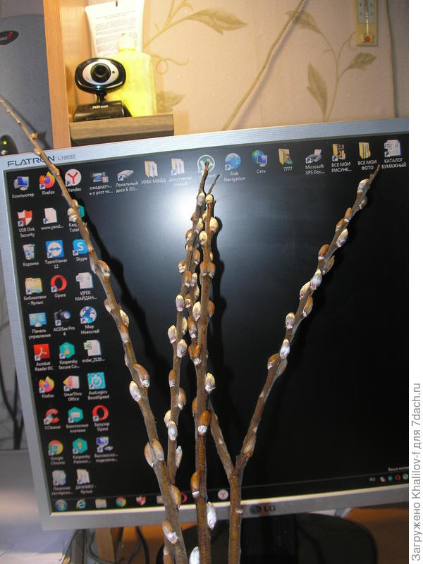 верба пушится.