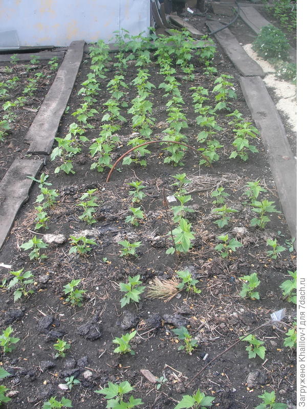 Черенки тронулись в рост и зазеленели.