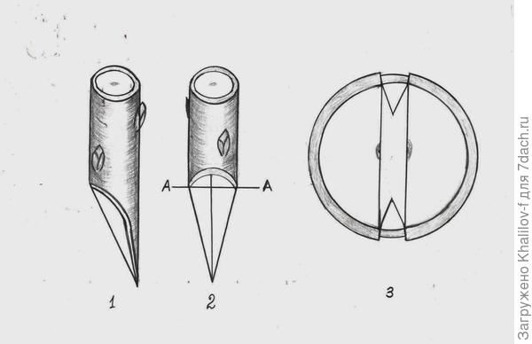 Прививка врасщеп. Видите черенки несколько вдавлены, так как кора на подвое толще чам у однолетнего черенка, зато совпали камбиальные слои. Рис. 3 вид сверху.