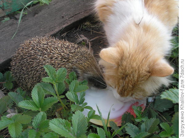 Пушок:"Пей, пей, еще нальют"