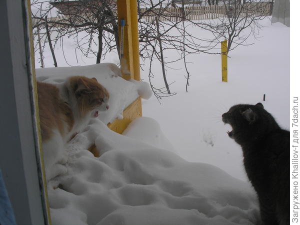 Пушок и соседский кот.