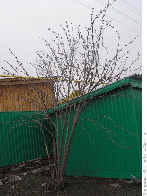 Бузина красная.