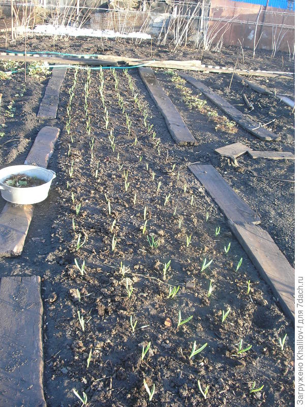 Вот я подкормил чеснок амм. селитрой. Желтизны нет.