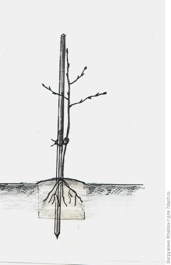 Правильная посадка дерева.