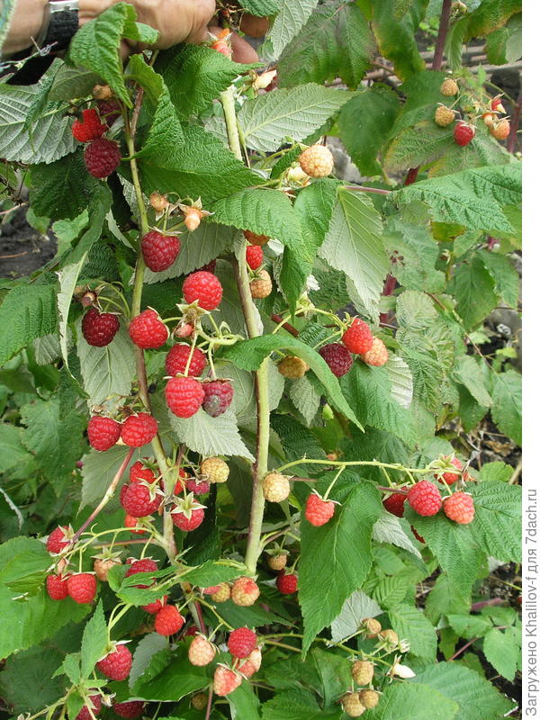 Малина Геракл